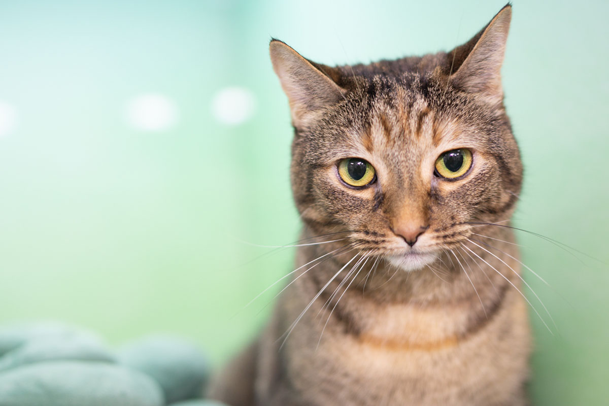 FurlifeVets team delivering personalized veterinary care for dogs and cats