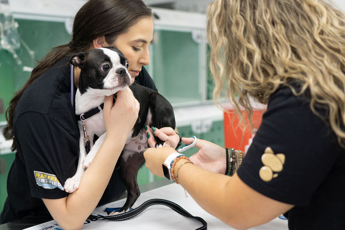 Calm veterinary care environment at FurlifeVets in Delray Beach
