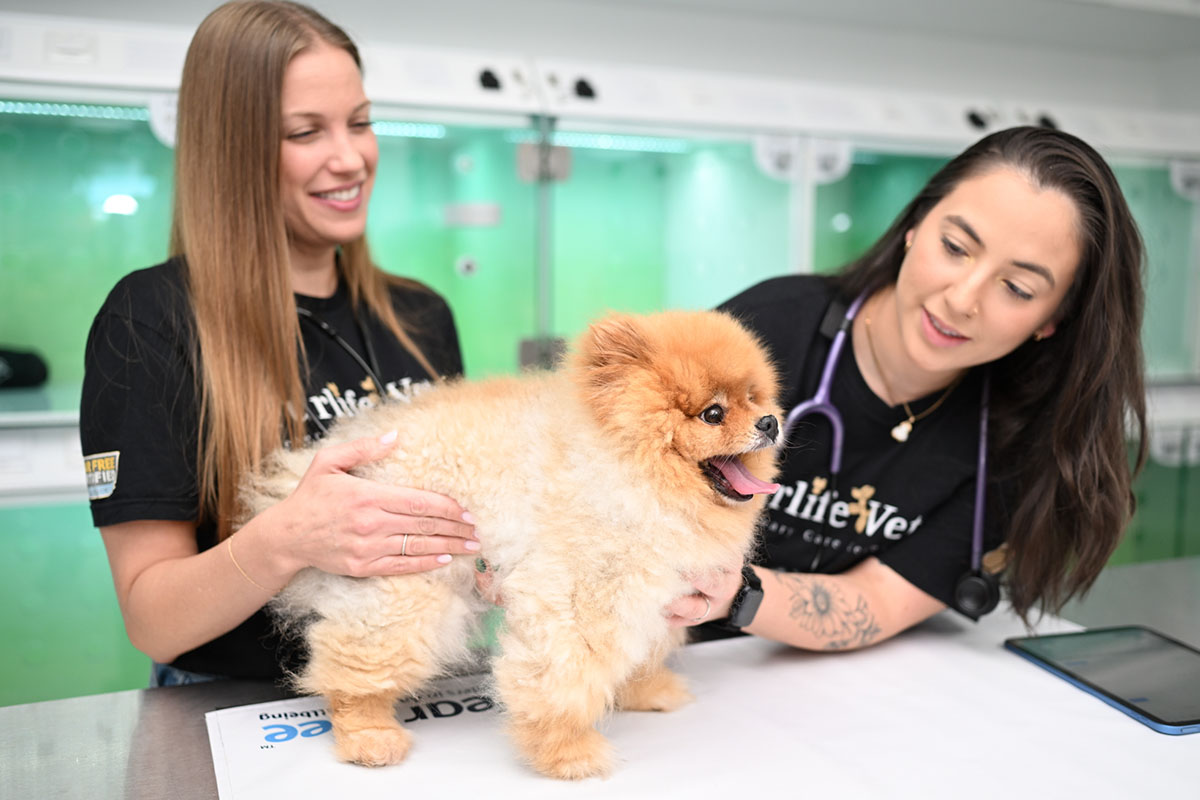 Comfort-focused veterinary visit at FurlifeVets Pet Hospital