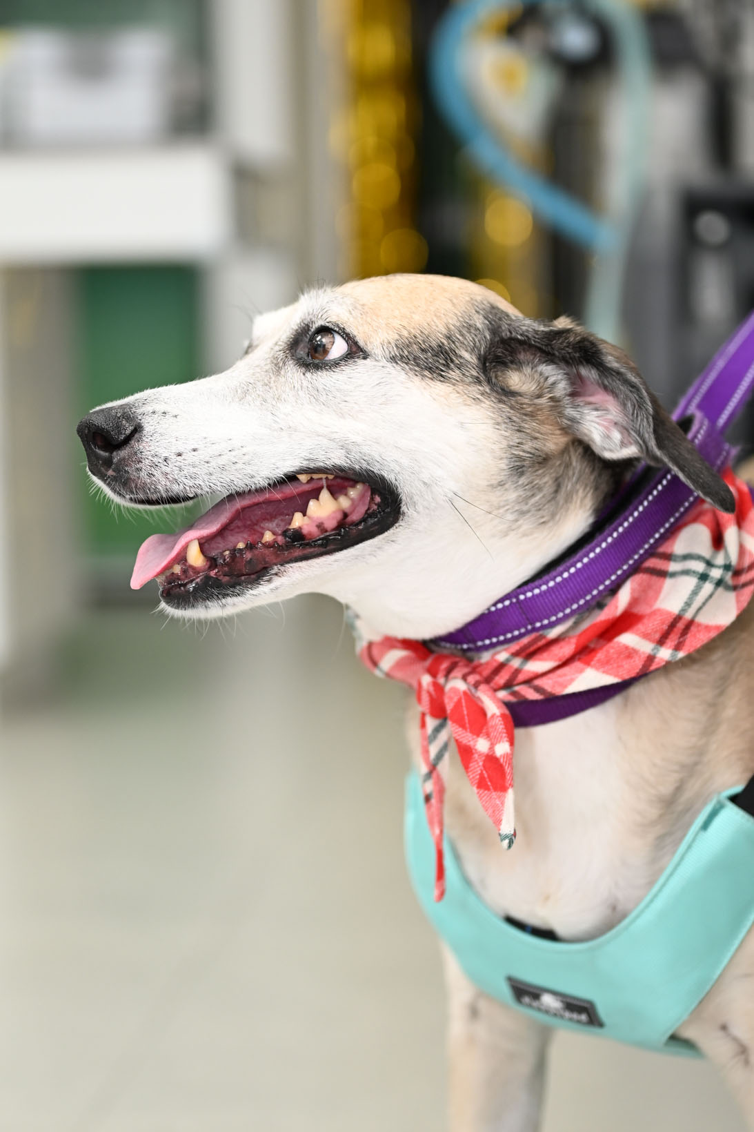 FurlifeVets veterinary hospital team caring for a pet in Delray Beach