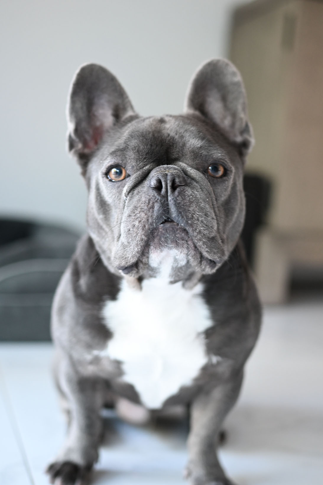 FurlifeVets veterinary team providing compassionate pet care in West Delray Beach