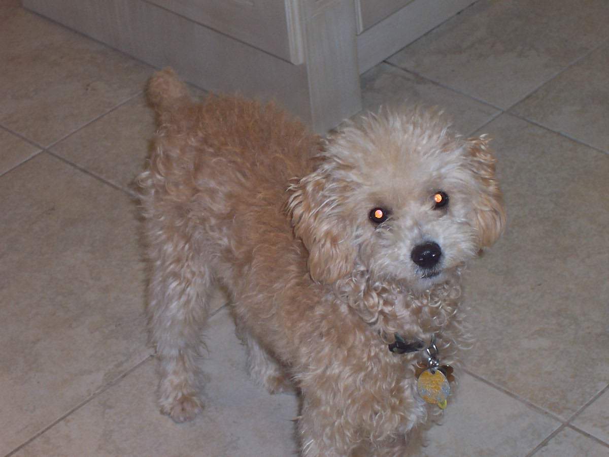 veterinarian near Aberdeen Boynton Beach