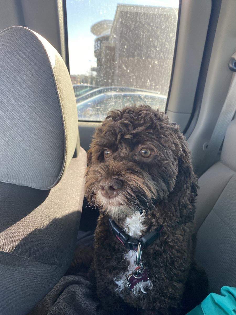 veterinarian near Bellaggio Lake Worth