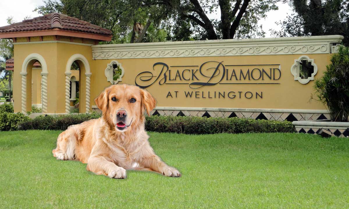 veterinarian near Black Diamond Wellington