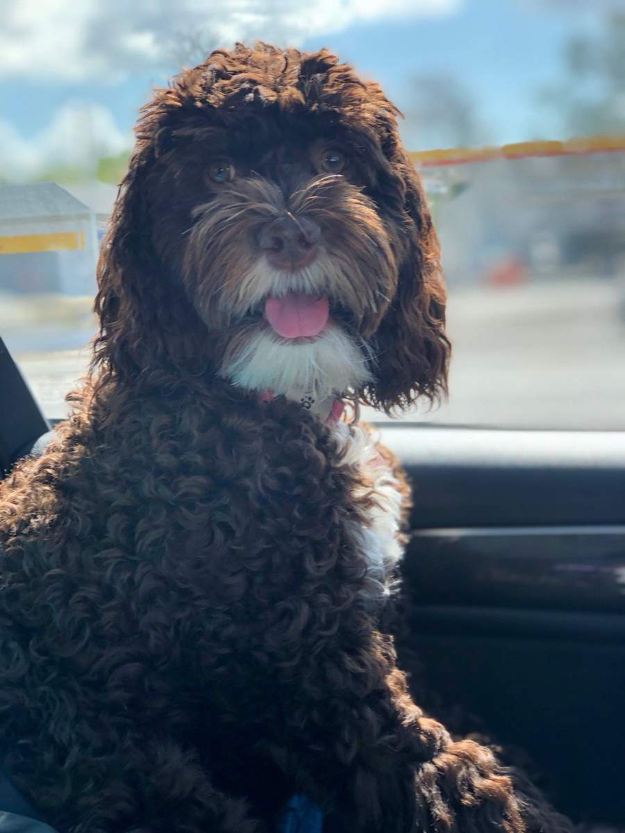 veterinarian near Boca Bridges Boca Raton