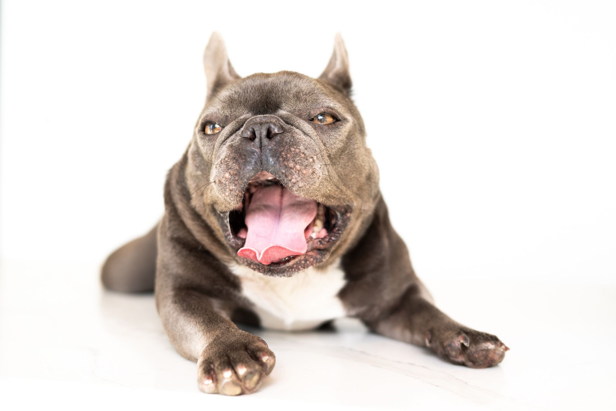 veterinarian near Boca Fontana Boca Raton