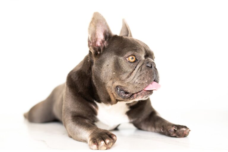 Boca Grove near FurlifeVets