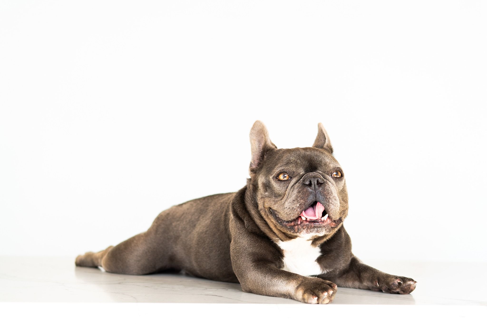 veterinarian near Boca Isles North Boca Raton