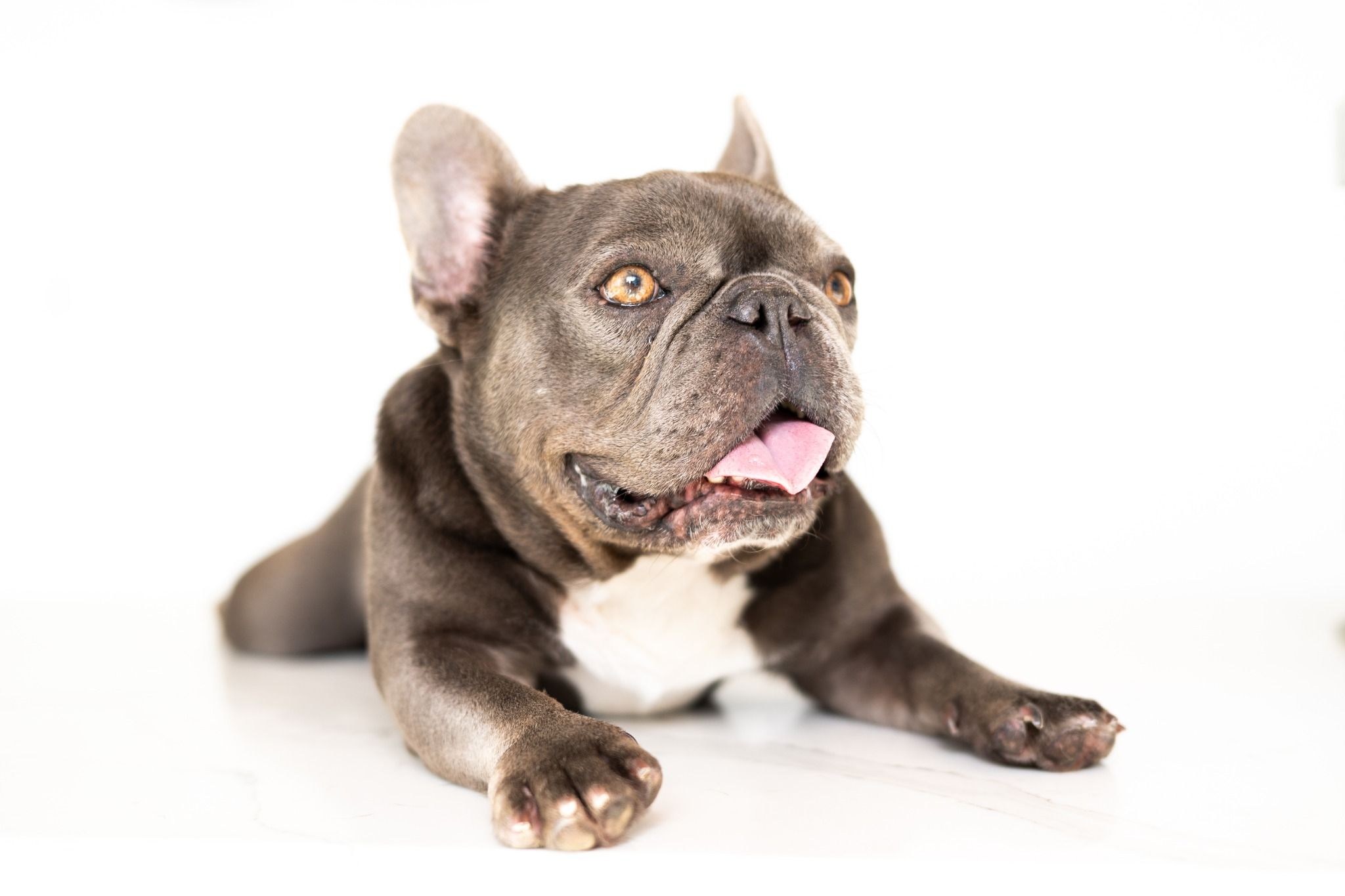 veterinarian near Boca West Country Club