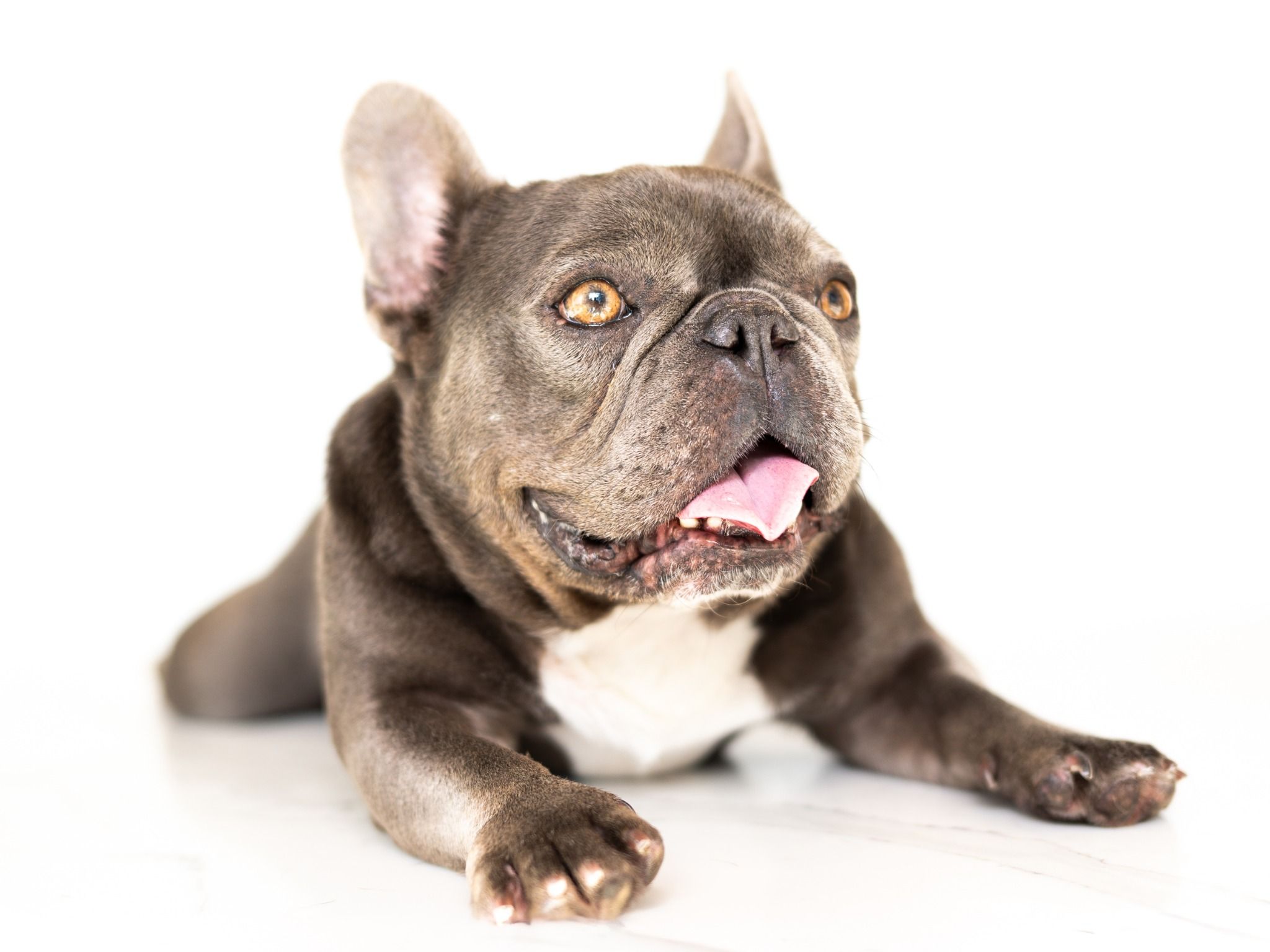 veterinarian near Boca Woods Country Club