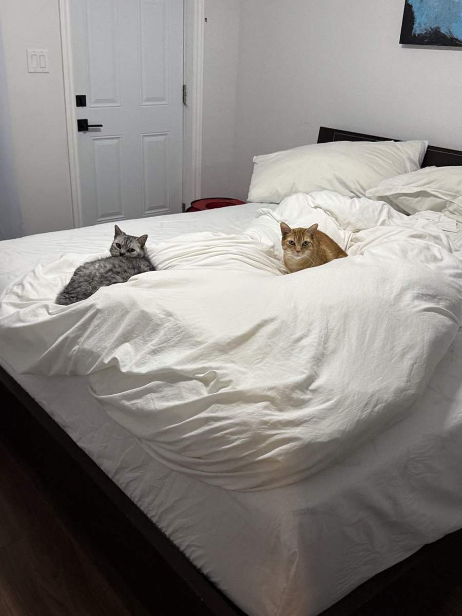 veterinarian near Broken Sound Boca Raton