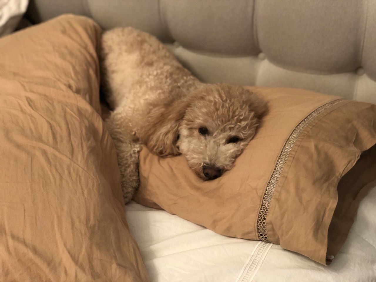 veterinarian near Buena Vida Wellington