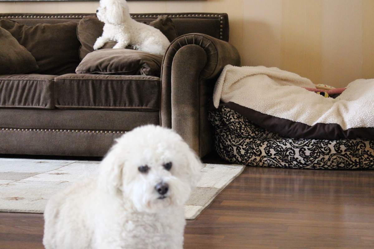 veterinarian near Canyon Isles Boynton Beach