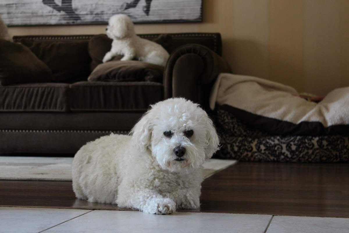 veterinarian near Canyon Lakes Boynton Beach