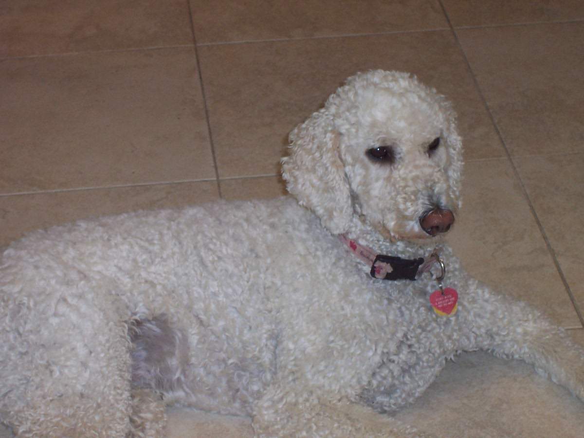 veterinarian near Canyon Springs Boynton Beach