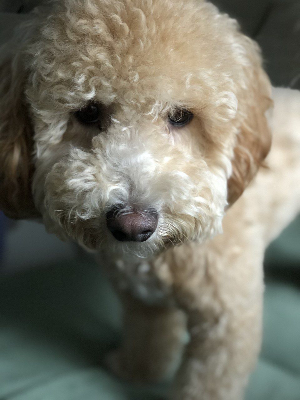 veterinarian near Castellina Wellington