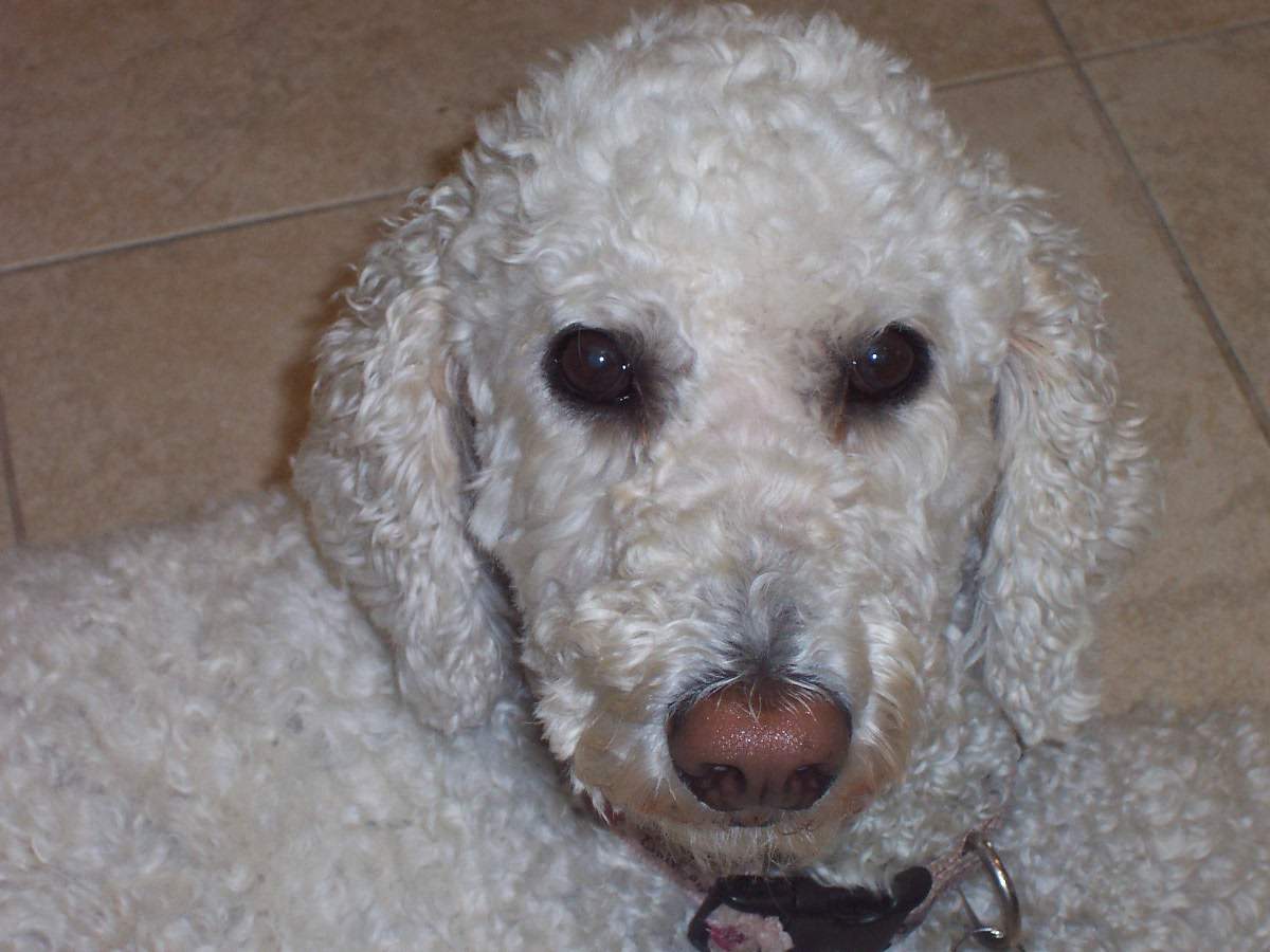 veterinarian near Cobblestone Creek Boynton Beach