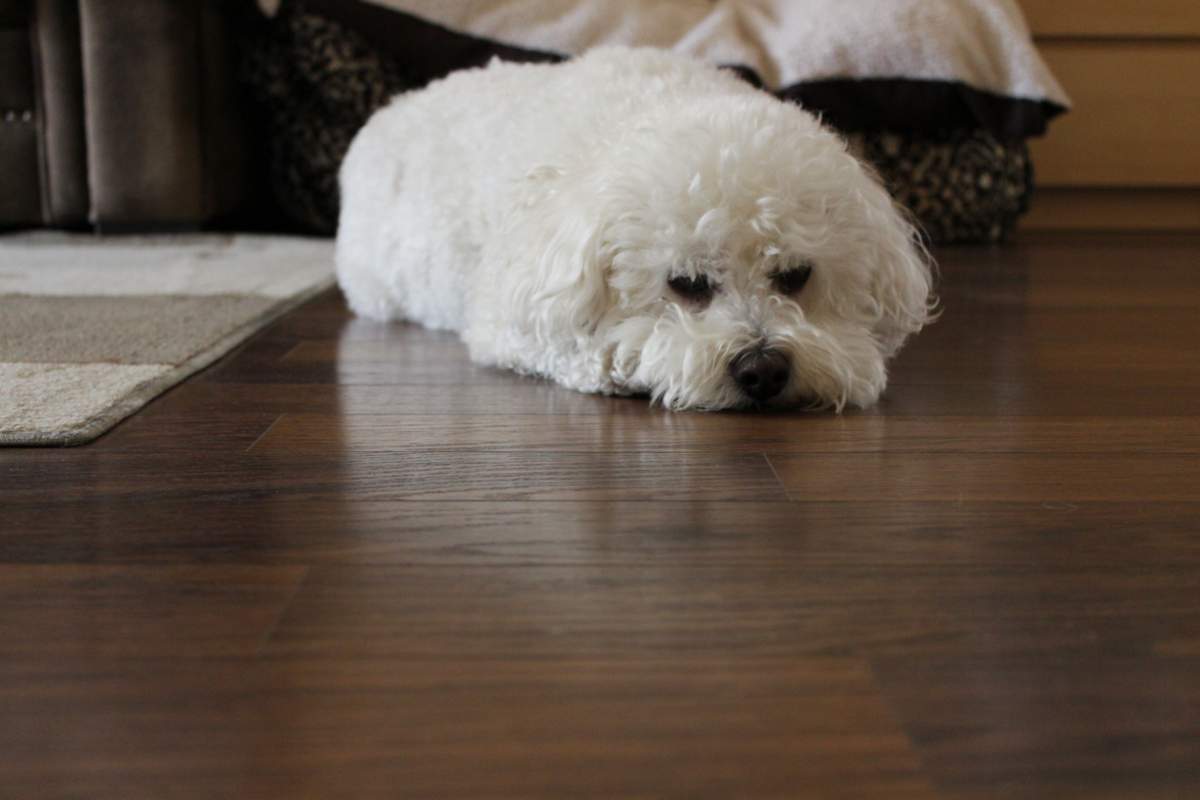 veterinarian near Equus Boynton Beach