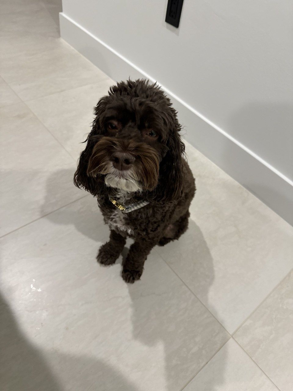 veterinarian near Grand Isles Wellington