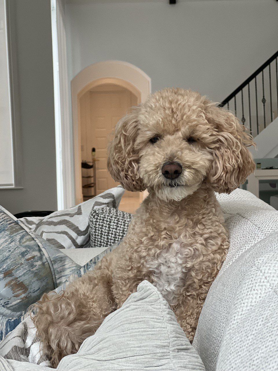 Veterinarian Huntington Lakes Delray Beach