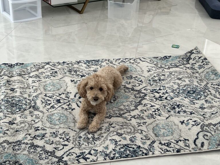 Huntington Pointe near FurlifeVets