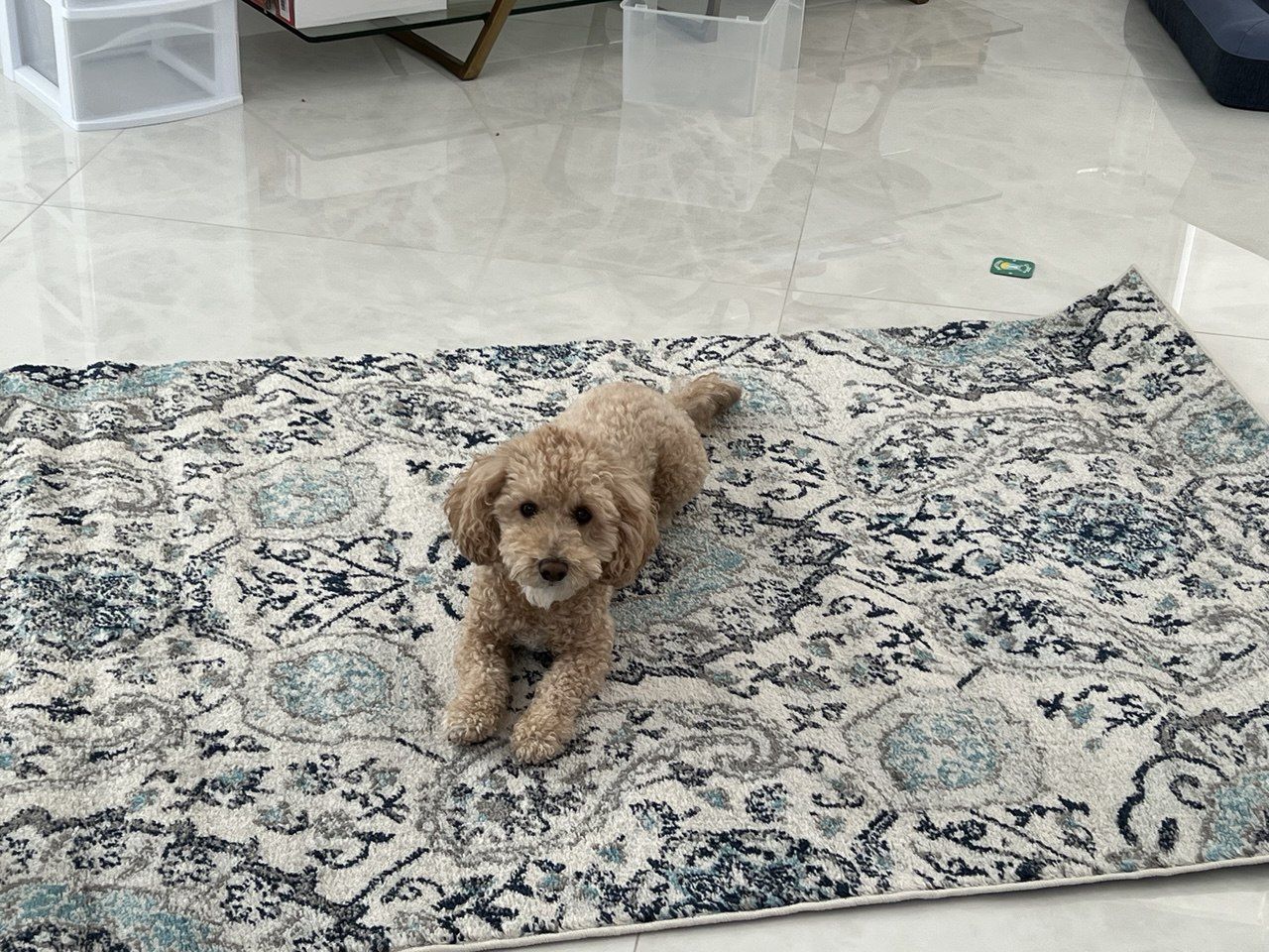 Veterinarian Huntington Pointe Delray Beach