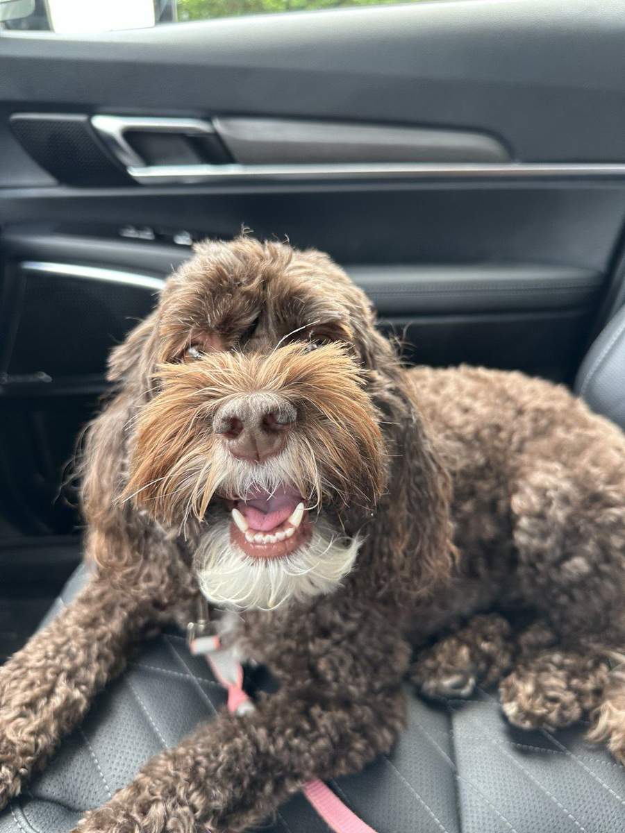 veterinarian near Journeys End Lake Worth