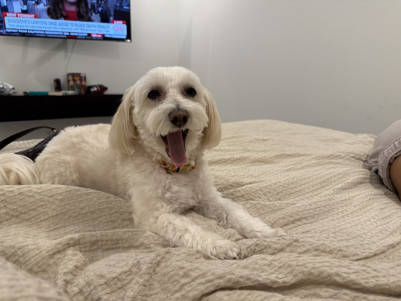 Veterinarian Kings Point Delray Beach