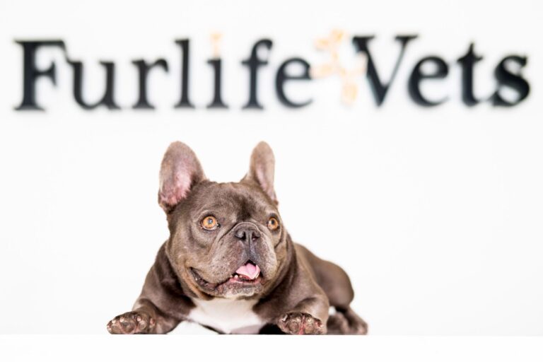 Lotus near FurlifeVets