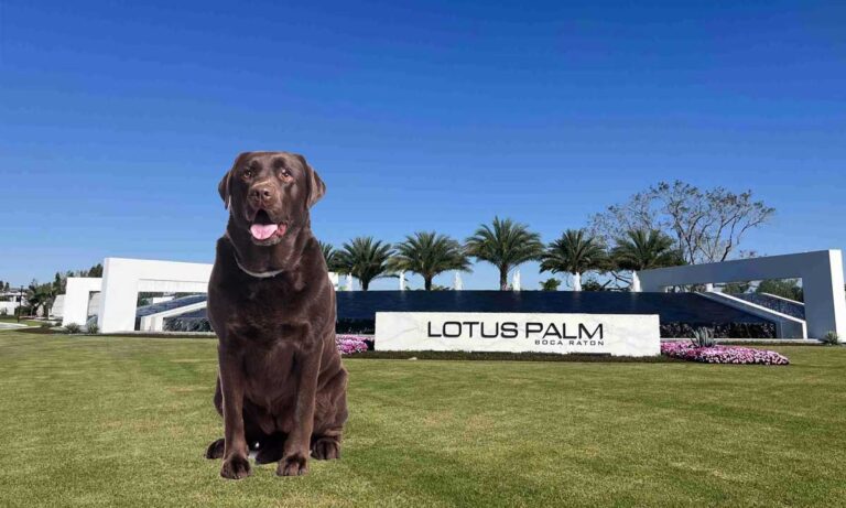 Lotus Palm near FurlifeVets