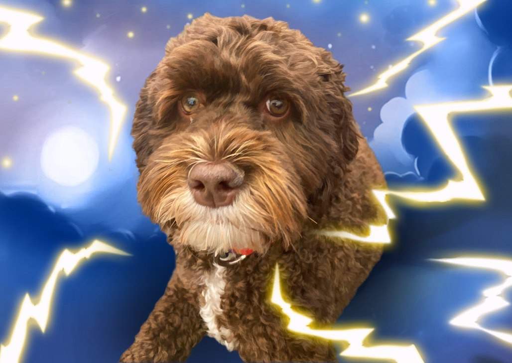 veterinarian near Mizner Lake Estates Boca Raton