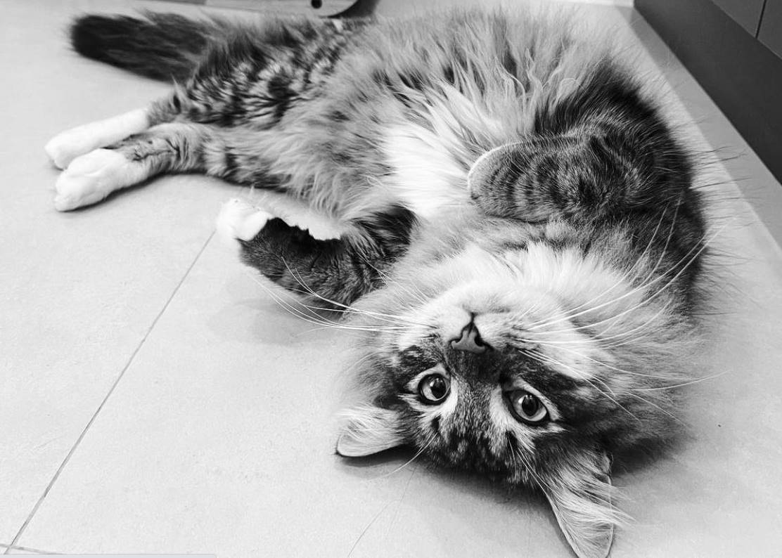 veterinarian near Palmyra Boynton Beach