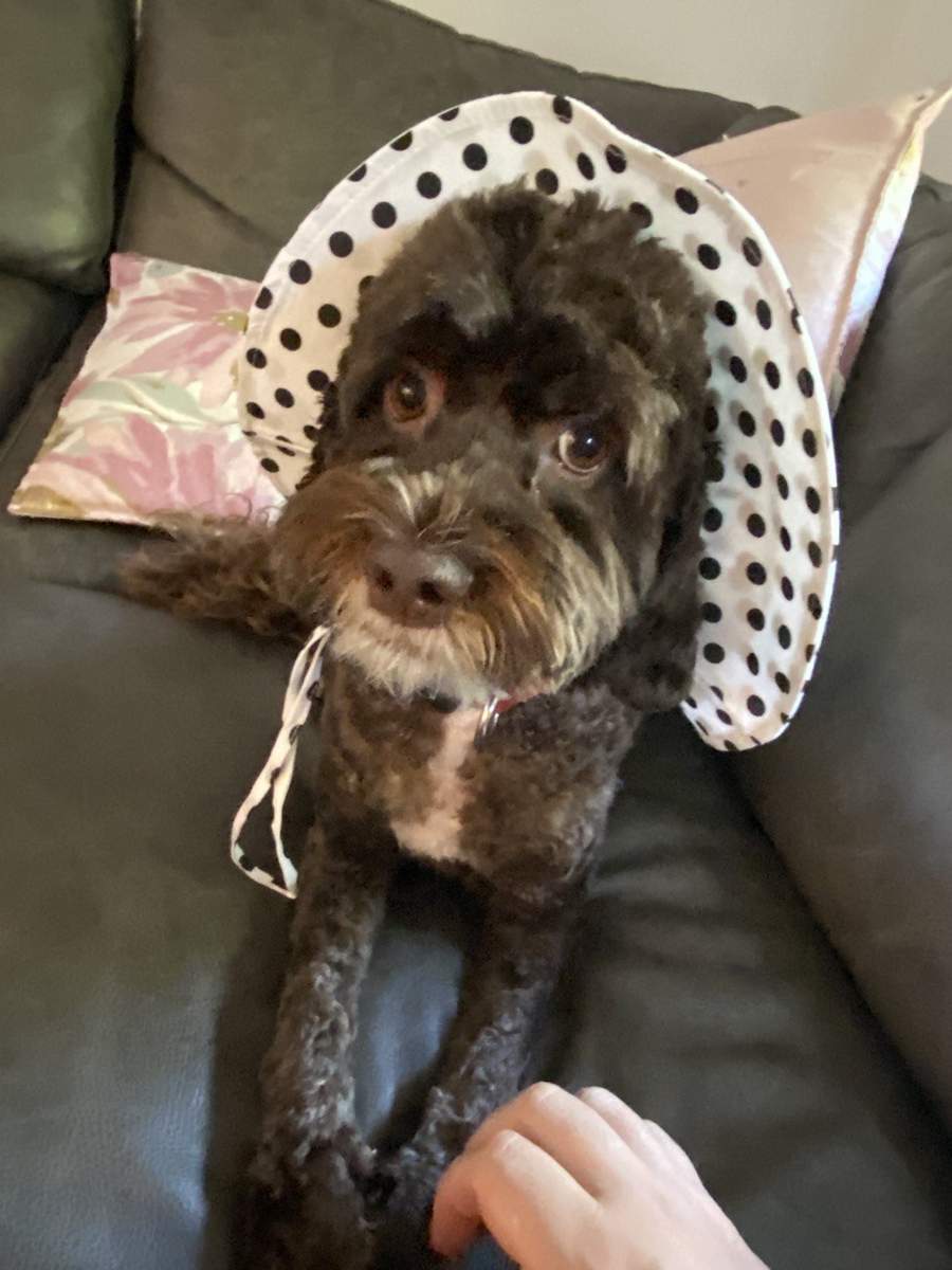 veterinarian near Royal Palm Yacht and Country Club Boca Raton