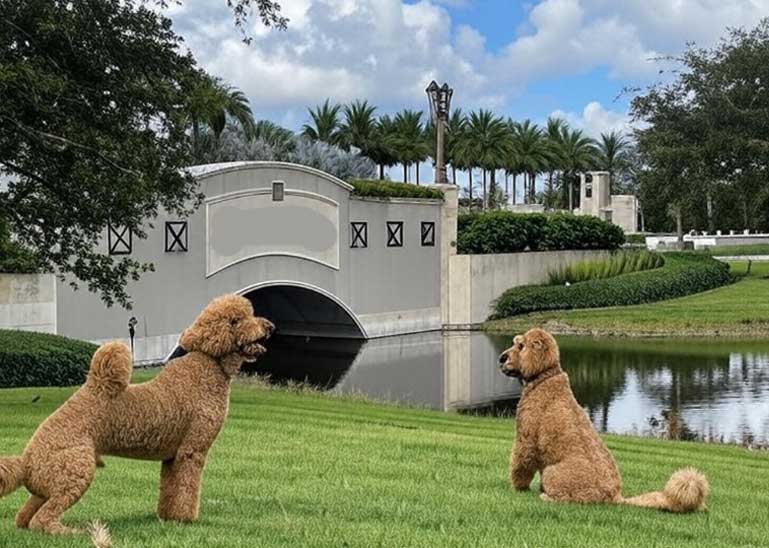 Veterinarian Seven Bridges West Delray Beach