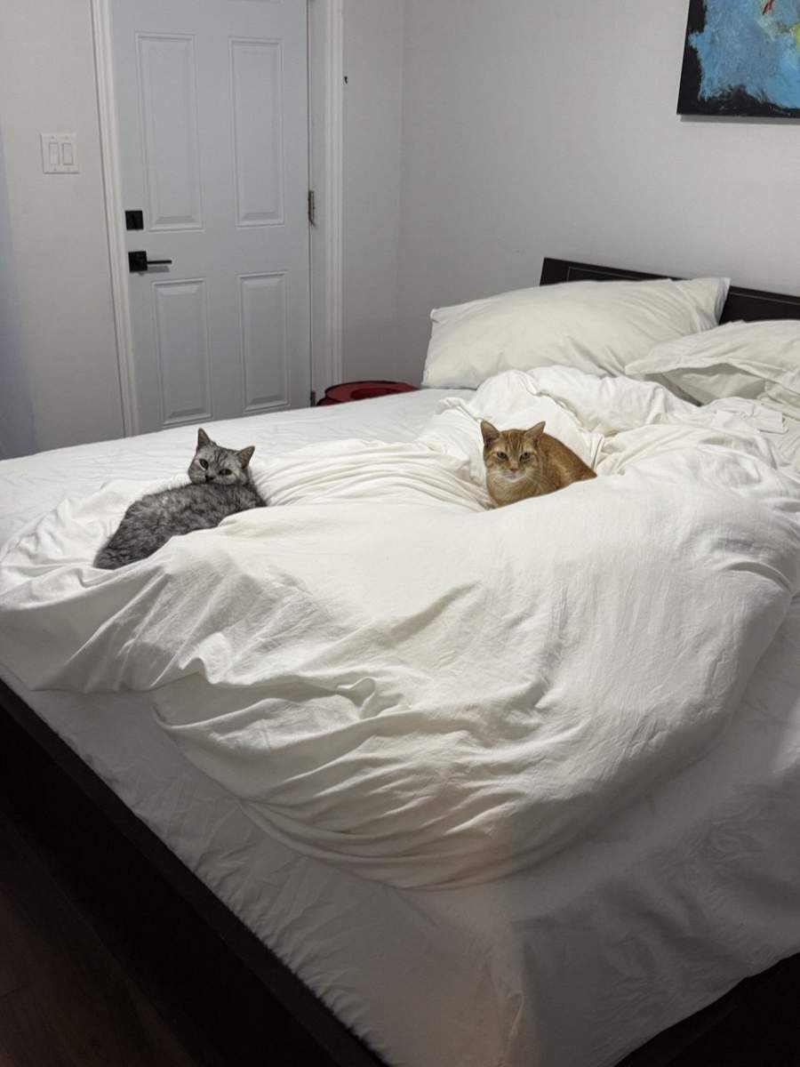 veterinarian near The Oaks at Boca Raton