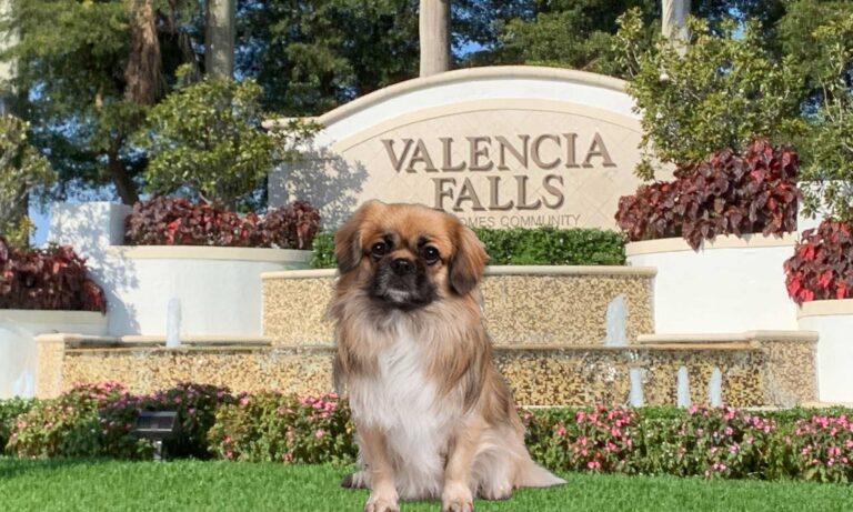 Valencia Falls near FurlifeVets