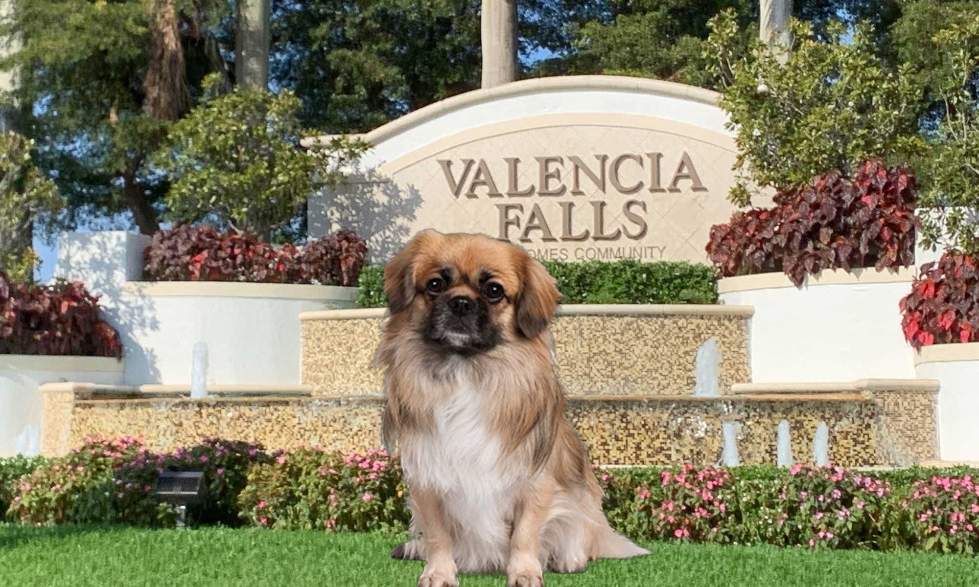 Veterinarian Valencia Falls West Delray Beach