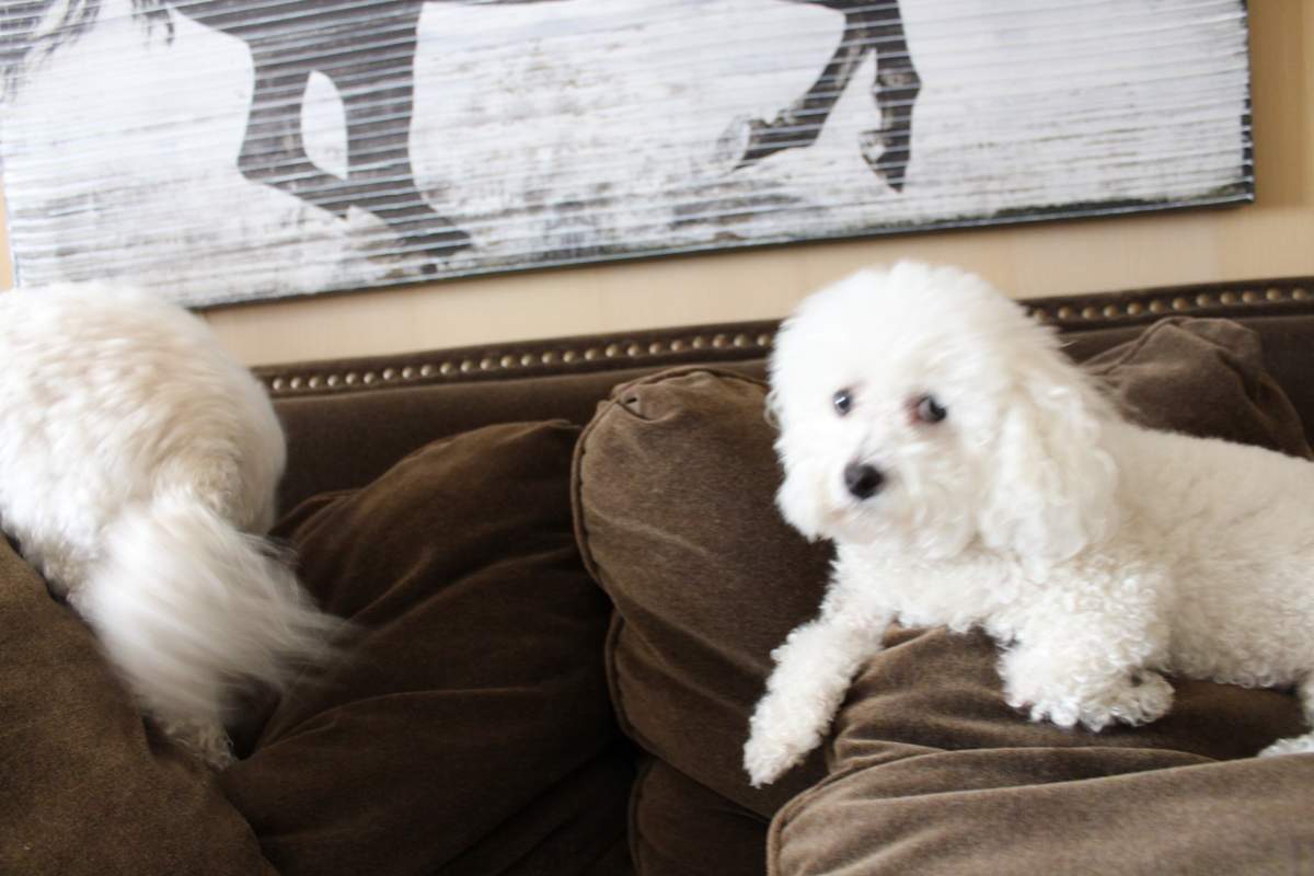 veterinarian near Valencia Isles Boynton Beach