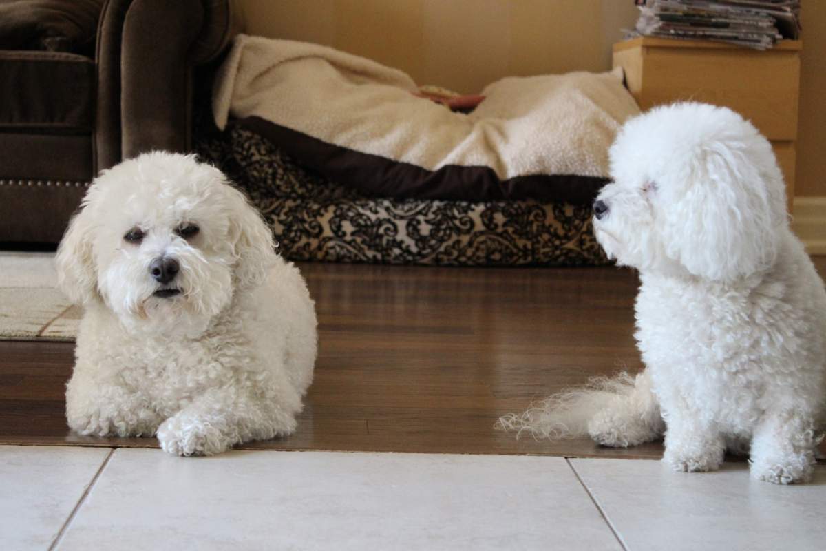 veterinarian near Valencia Pointe Boynton Beach