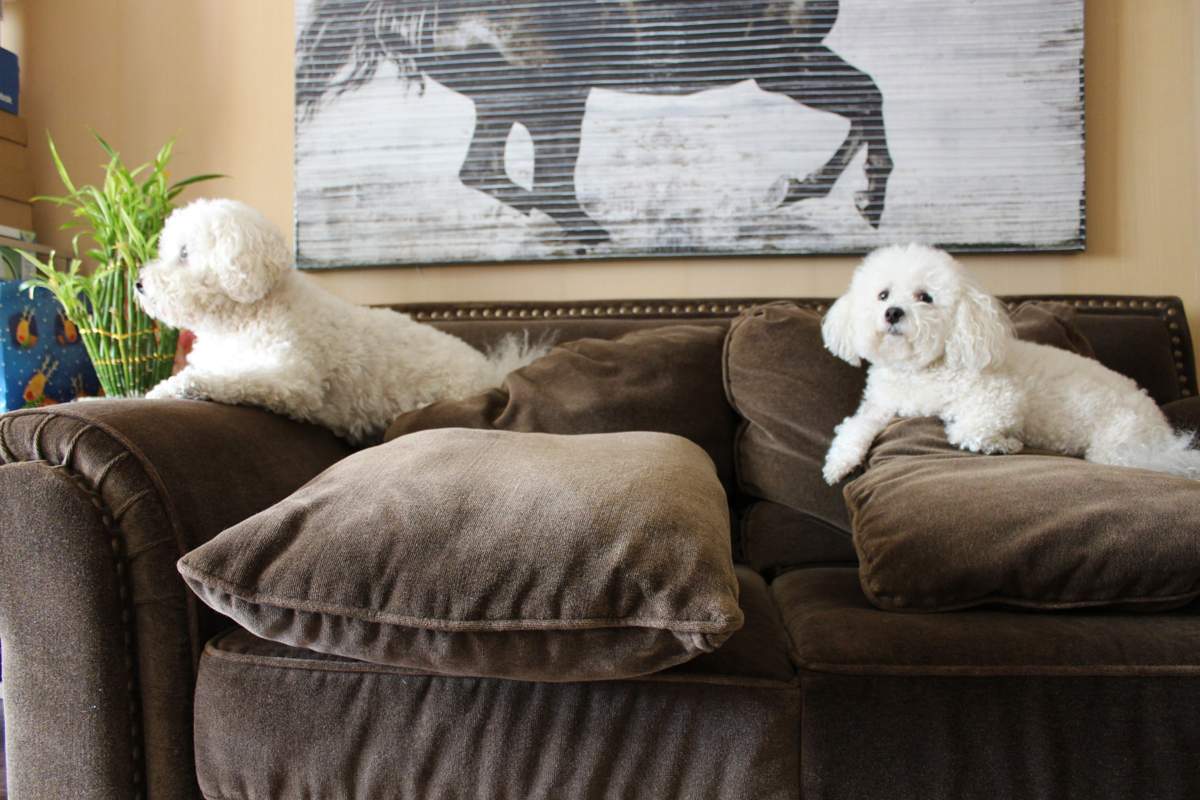 veterinarian near Valencia Reserve Boynton Beach