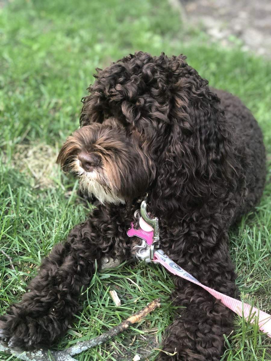 veterinarian near Valencia Shores Lake Worth