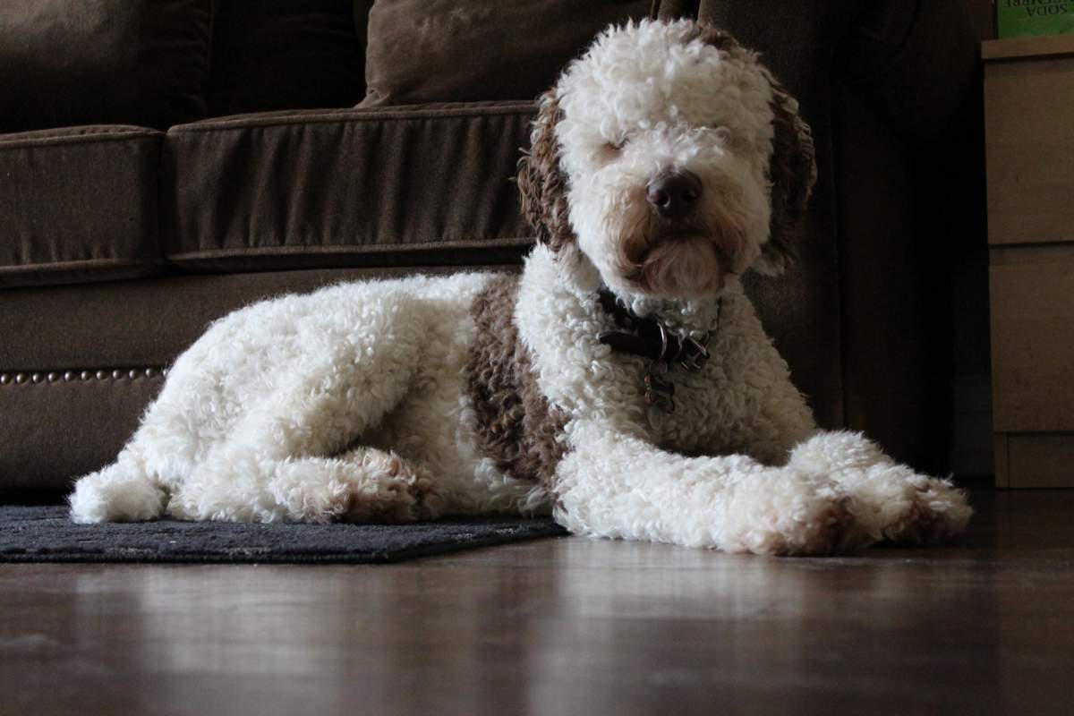 veterinarian near Venetian Isles Boynton Beach