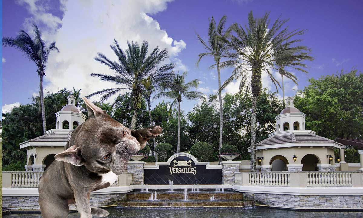 veterinarian near Versailles Wellington