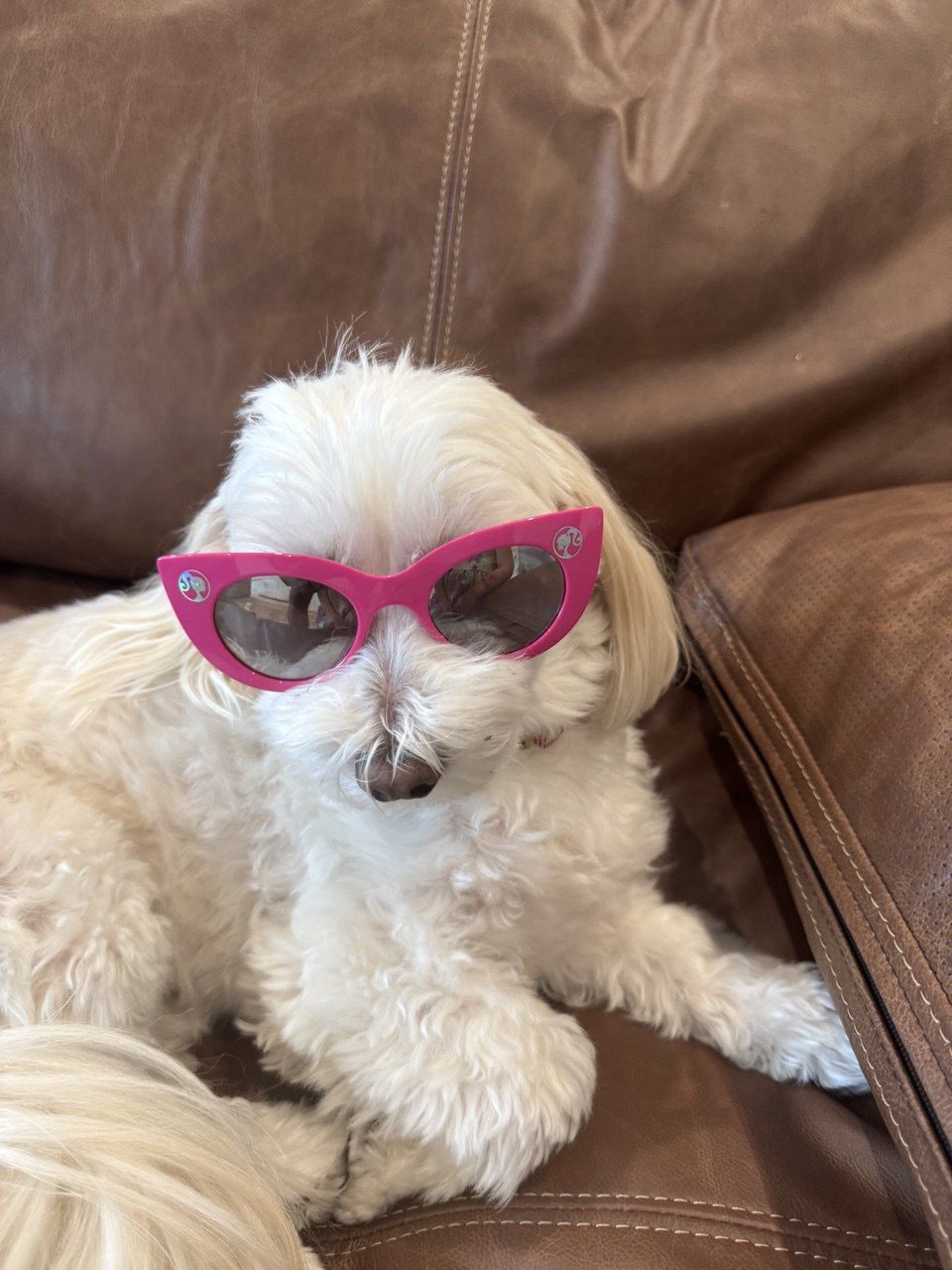 veterinarian near VillageWalk of Wellington