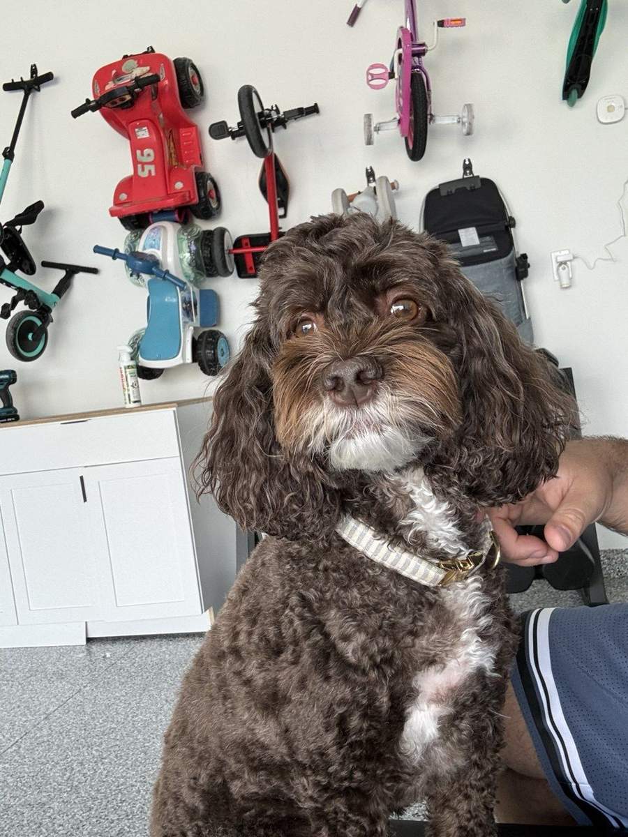 veterinarian near Villages of Windsor Lake Worth