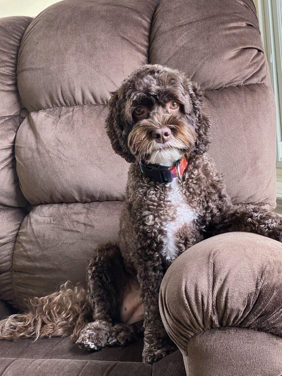 veterinarian near Wycliffe Golf and Country Club Lake Worth